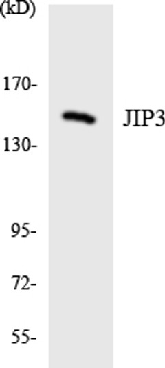 Western blot analysis of the lysates from HepG2 cells using JIP3 antibody.