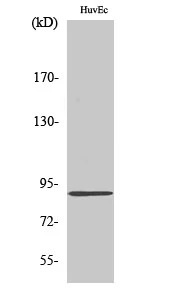 Western Blot analysis of various cells using Kanadaptin Polyclonal Antibody diluted at 1:2000 STJ93814