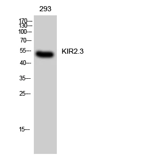 Western Blot analysis of 293 cells using KIR2.3 polyclonal antibody STJ93839