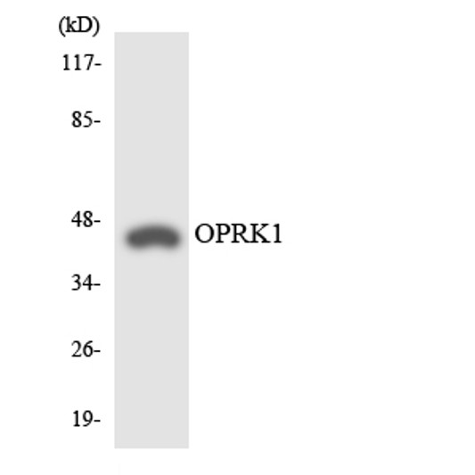 Western blot analysis of the lysates from HeLa cells using OPRK1 antibody.