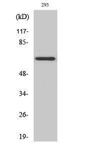 Western blot analysis of various cells using KV1.5 Polyclonal Antibody diluted at 1:500 STJ93872
