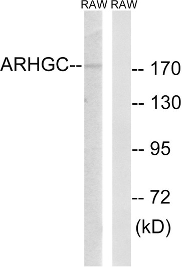 Western blot analysis of lysates from RAW264.7 cells, using ARHGEF12 Antibody. The lane on the right is blocked with the synthesized peptide.