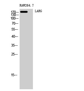 Western blot analysis of RAW264.7 cells using LARG polyclonal antibody STJ93900