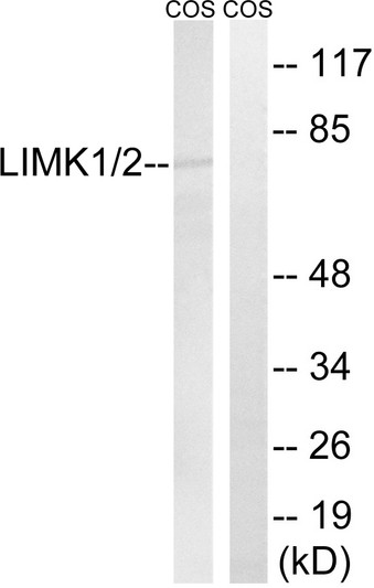 Western blot analysis of lysates from COS7 cells, using LIMK1/2 Antibody. The lane on the right is blocked with the synthesized peptide.