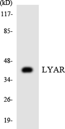 Western blot analysis of the lysates from K562 cells using LYAR antibody.