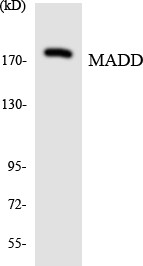 Western blot analysis of the lysates from HepG2 cells using MADD antibody.