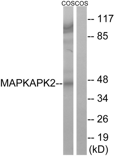 Western blot analysis of lysates from COS cells, using MAPKAPK2 Antibody. The lane on the right is blocked with the synthesized peptide.