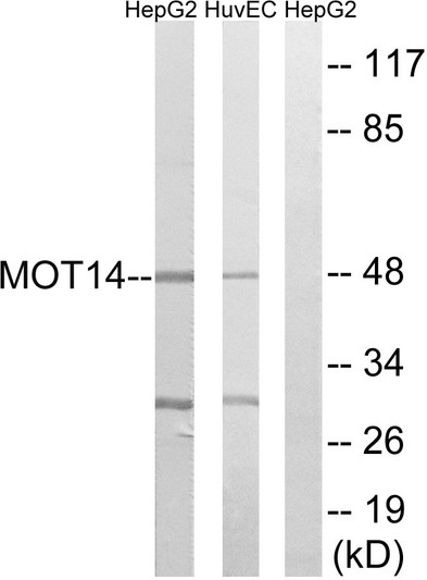 Western blot analysis of lysates from HUVEC and HepG2 cells, using MOT14 Antibody. The lane on the right is blocked with the synthesized peptide.