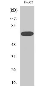 Western blot analysis of various cells using MEK Kinase-3 polyclonal antibody diluted at 1:2000 STJ94073
