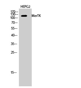 Western blot analysis of HEPG2 cells using MerTK Polyclonal Antibody diluted at 1：2000
