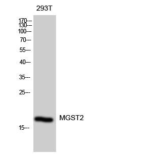 Western blot analysis of 293T cells using MGST2 polyclonal antibody diluted at 1:2000 STJ94117