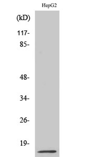 Western blot analysis of various cells using MIF Polyclonal Antibody diluted at 1：500