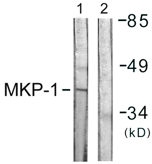 Western blot analysis of lysates from Jurkat cells, using MKP1 Antibody. The lane on the right is blocked with the synthesized peptide.