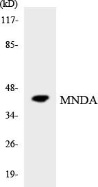 Western blot analysis of the lysates from 293 cells using MNDA antibody.