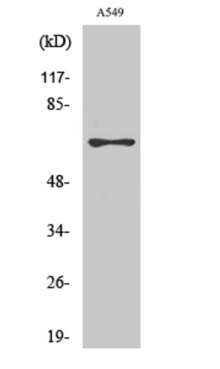 Western blot analysis of A549 cells using MNT Polyclonal Antibody cells nucleus extracted by Minute TM Cytoplasmic and Nuclear Fractionation kit (SC-003, Inventbiotech, MN, USA).