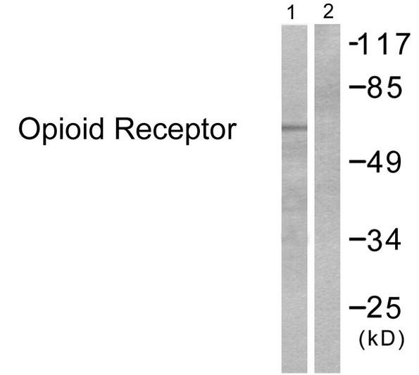 Western blot analysis of lysates from 293 cells, treated with EGF 200ng/ml 30', using Opioid Receptor Antibody. The lane on the right is blocked with the synthesized peptide.