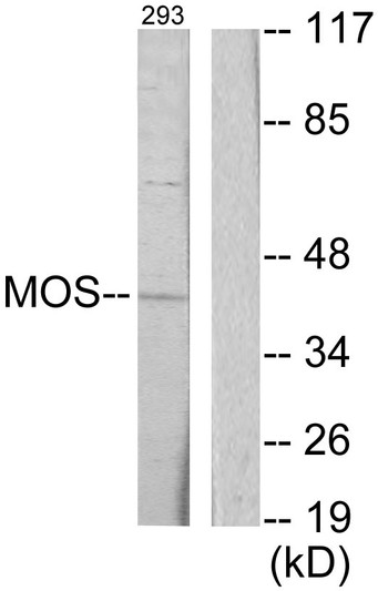 Western blot analysis of lysates from 293 cells, using MOS Antibody. The lane on the right is blocked with the synthesized peptide.