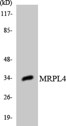 Western blot analysis of the lysates from HeLa cells using MRPL4 antibody.
