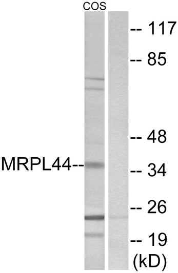 Western blot analysis of lysates from COS7 cells, using MRPL44 Antibody. The lane on the right is blocked with the synthesized peptide.
