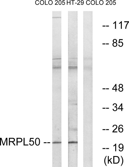 Western blot analysis of lysates from COLO and HT-29 cells, using MRPL50 Antibody. The lane on the right is blocked with the synthesized peptide.