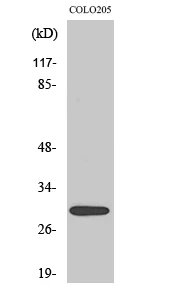 Western Blot analysis of various cells using MRP-L9 Polyclonal Antibody STJ94238