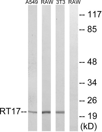 Western blot analysis of lysates from NIH/3T3, RAW264.7, and A549 cells, using MRPS17 Antibody. The lane on the right STJ94241