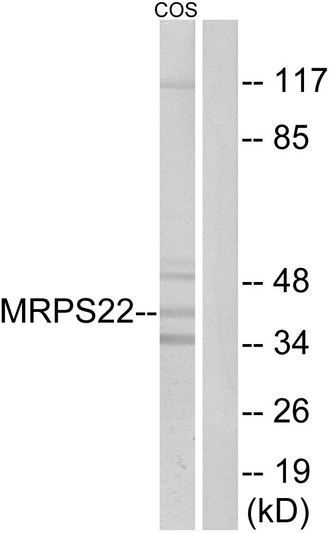 Western blot analysis of lysates from COS cells, using MRPS22 Antibody. The lane on the right is blocked with the synthesized peptide.