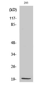 Western blot analysis of various cells using MRP-S25 polyclonal antibody diluted at 1:2000 STJ94248