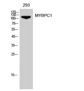 Western blot analysis of 293 cells using MYBPC1 polyclonal antibody diluted at 1:500 STJ94291