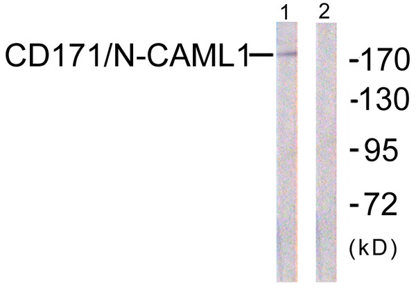 Western blot analysis of lysates from K562 cells, using CD171/N-CAML1 Antibody. The lane on the right is blocked with the synthesized peptide.