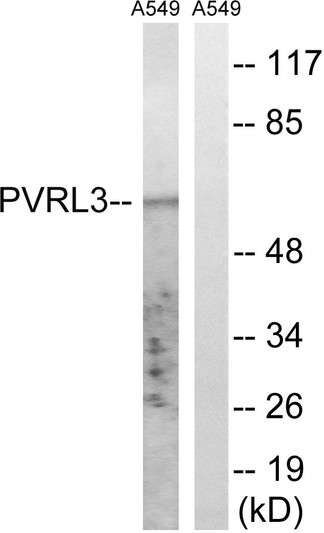 Western blot analysis of lysates from A549 cells, using PVRL3 Antibody. The lane on the right is blocked with the synthesized peptide.