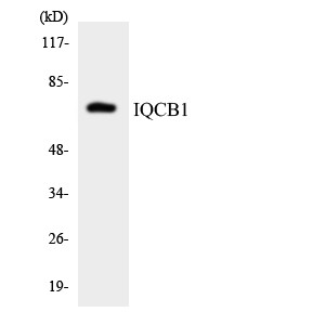 Western blot analysis of the lysates from HepG2 cells using IQCB1 antibody.