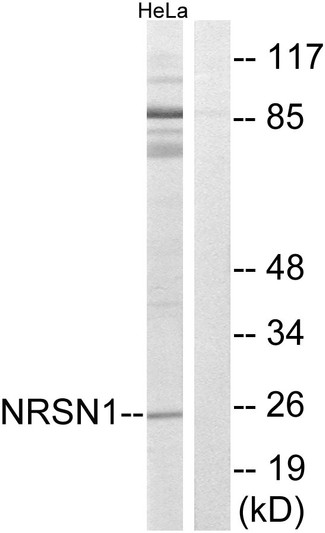Western blot analysis of lysates from HeLa cells, using NRSN1 Antibody. The lane on the right is blocked with the synthesized peptide.