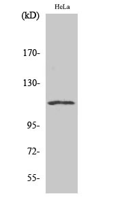 Western blot analysis of various cells using NFATc3 polyclonal antibody STJ94448