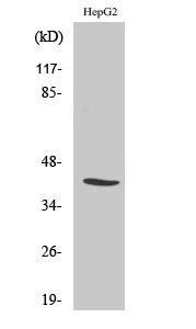 Western Blot analysis of various cells using NF-YA Polyclonal Antibody diluted at 1:1000. Cells nucleus extracted by STJ94455