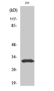 Western blot analysis of various cells using NF-YB polyclonal antibody. Cells' nucleus extracted by Minute™ Cytoplasmic STJ94456