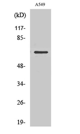 Western blot analysis of RAW264.7 cells using NHE-9 Polyclonal Antibody