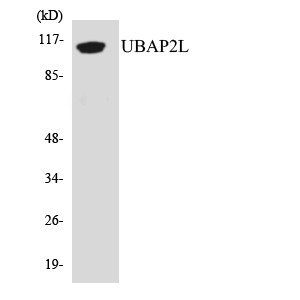 Western blot analysis of the lysates from Jurkat cells using UBAP2L antibody.