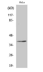 Western blot analysis of various cells using Nkx-2.4 Polyclonal Antibody cells nucleus extracted by Minute TM Cytoplasmic and Nuclear Fractionation kit (SC-003, Inventbiotech, MN, USA).