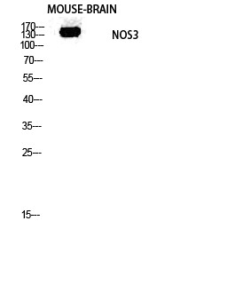 Western blot analysis of mouse-brain lysis using NOS3 antibody. Antibody was diluted at 1:1000