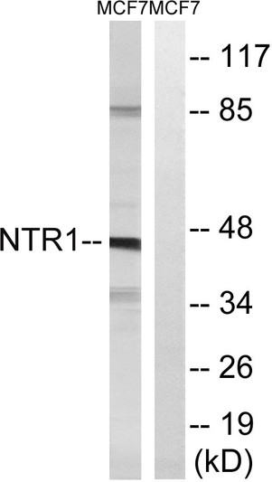Western blot analysis of lysates from MCF7 cells, using NTR1 Antibody. The lane on the right is blocked with the STJ94568