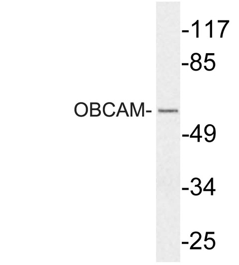 Western blot analysis of lysate from COS7 cells, using OBCAM antibody.
