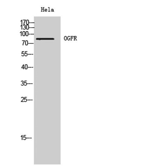 Western blot analysis of Hela cells using OGFR Polyclonal Antibody