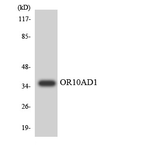 Western blot analysis of the lysates from 293 cells using OR10AD1 antibody.