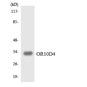 Western blot analysis of the lysates from K562 cells using OR10D4 antibody.