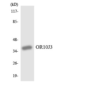 Western blot analysis of the lysates from HUVECcells using OR10J3 antibody.