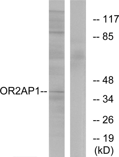 Western blot analysis of lysates from Jurkat cells, using OR2AP1 Antibody. The lane on the right is blocked with the synthesized peptide.