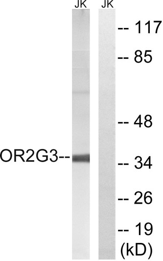 Western blot analysis of lysates from Jurkat cells, using OR2G3 Antibody. The lane on the right is blocked with the synthesized peptide.