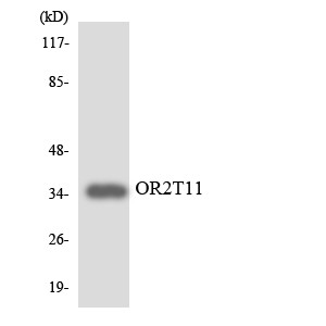 Western blot analysis of the lysates from RAW264.7cells using OR2T11 antibody.