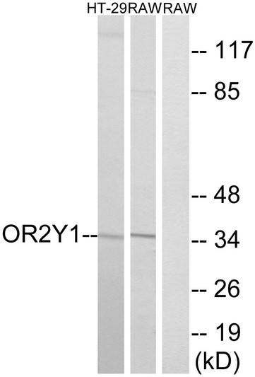 Western blot analysis of lysates from RAW264.7 and HT-29 cells, using OR2Y1 Antibody. The lane on the right is blocked with the synthesized peptide. Western blot analysis of lysates from RAW264.7 and HT-29 cells, using OR2Y1 Antibody. The lane on the right is blocked with the synthesized peptide.